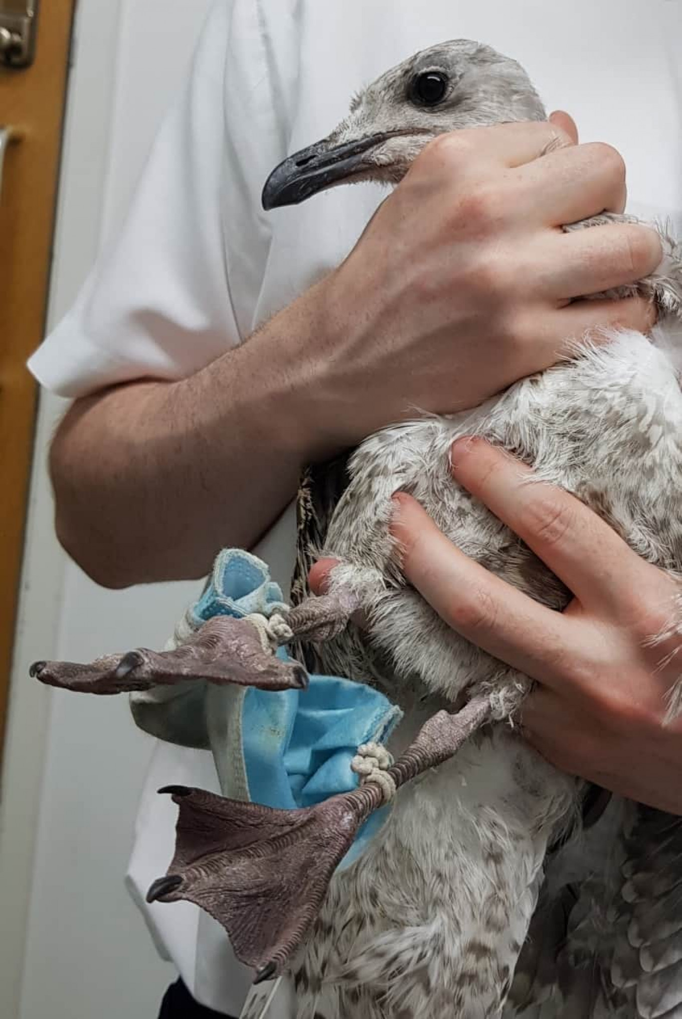 				Молодая чайка запуталась в одноразовой маске, из-за чего ее конечности опухли.				 				RSPCA Essex South 			