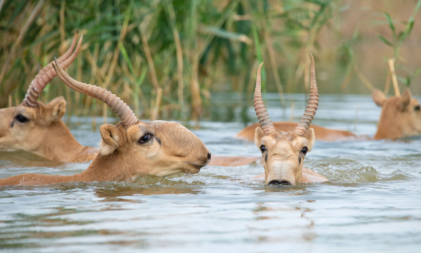 Сайгаки в заповеднике «Черные земли» Фото: Алексей Школьный / WWF России