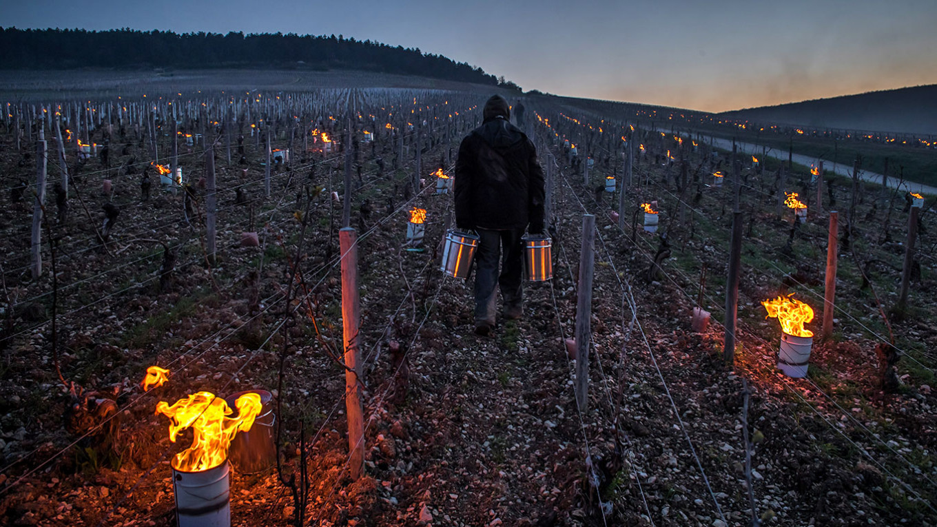 Обогрев виноградников в холодную погоду во Франции в апреле